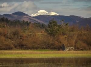 Misnik_Branko Česnik